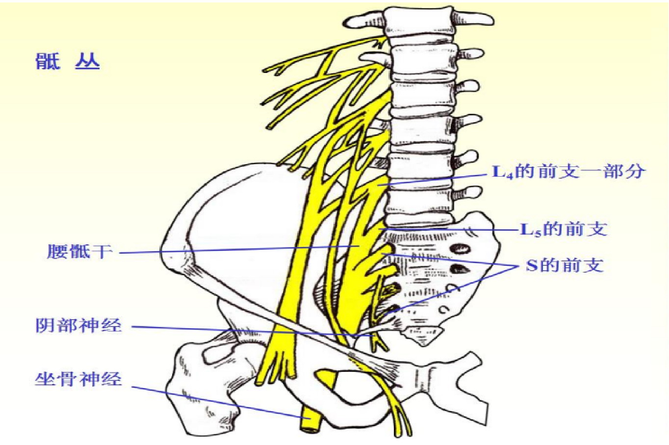 骶丛位置图