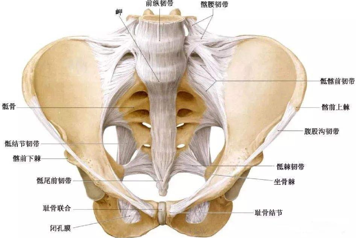 腰部韧带位置图图片