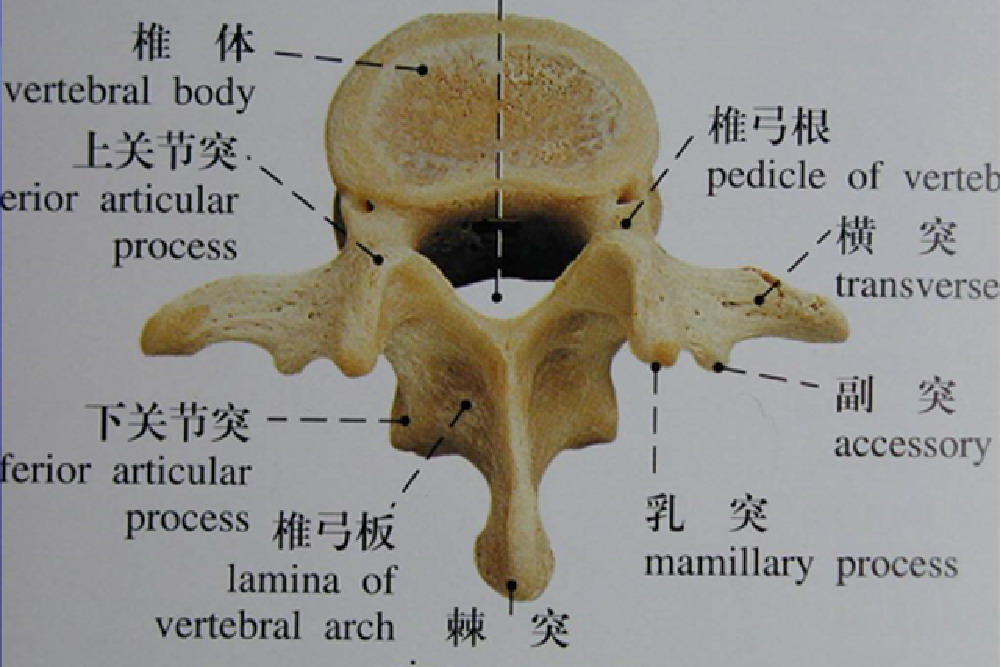 第一腰椎结构图