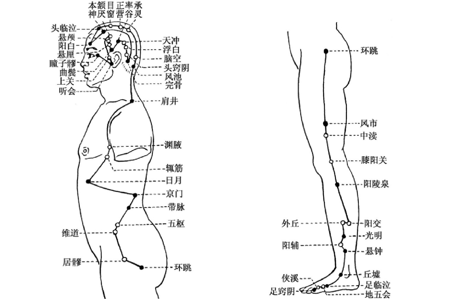足少阳胆经图片