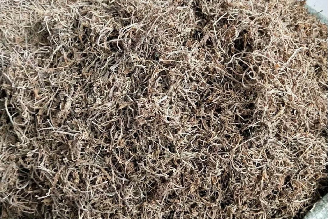 中药垂盆草图片