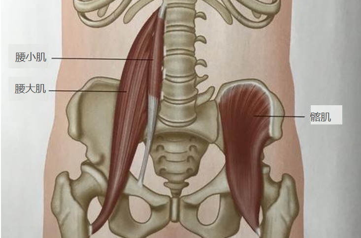 腰大肌位置图