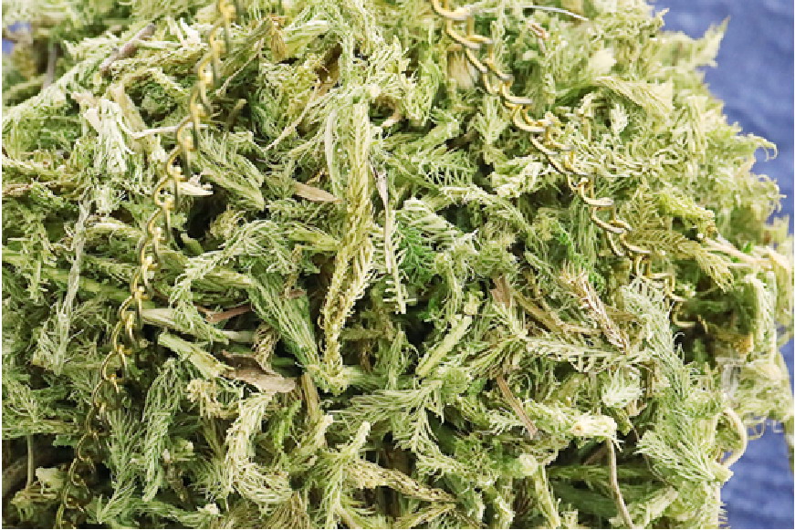 中药抽筋草图片