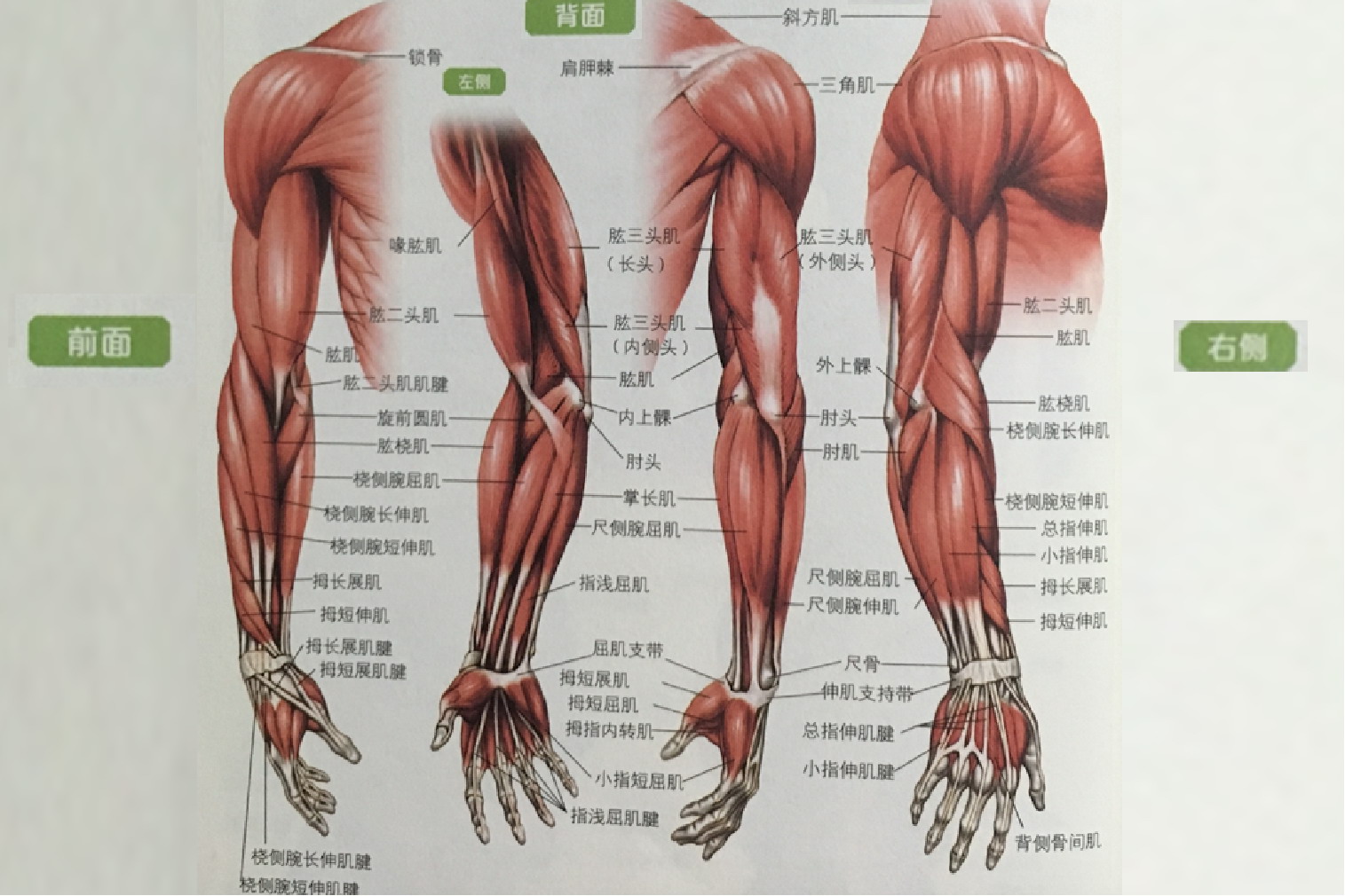 手臂肌图片