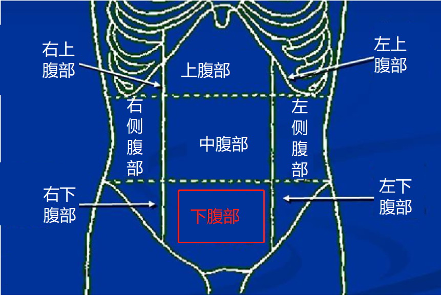 孕肚最先鼓起位置图