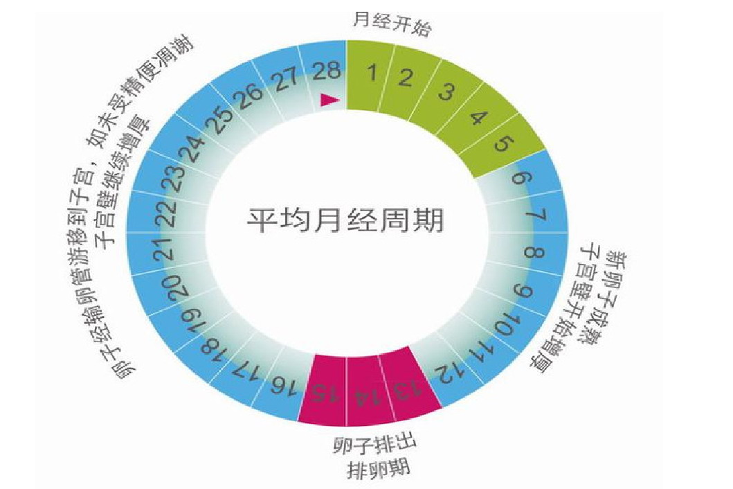 月经周期表图