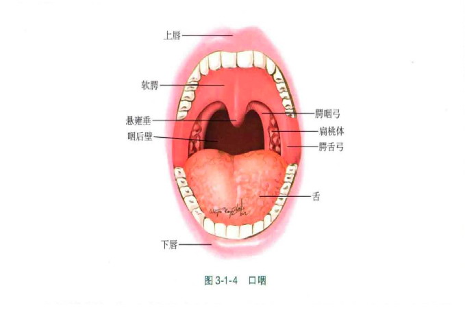 咽部扁桃体结构图图片