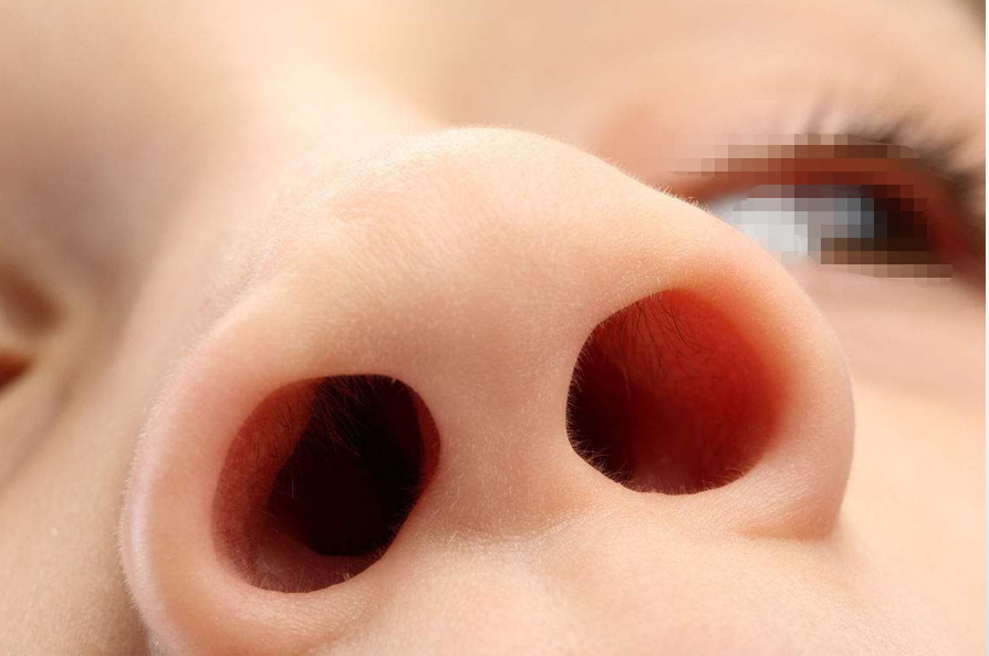 鼻子结构图