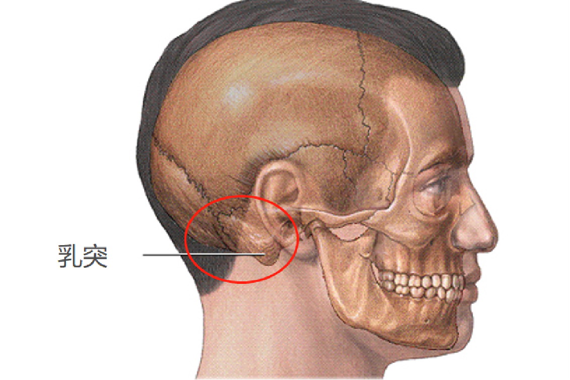 耳朵后面乳突图片