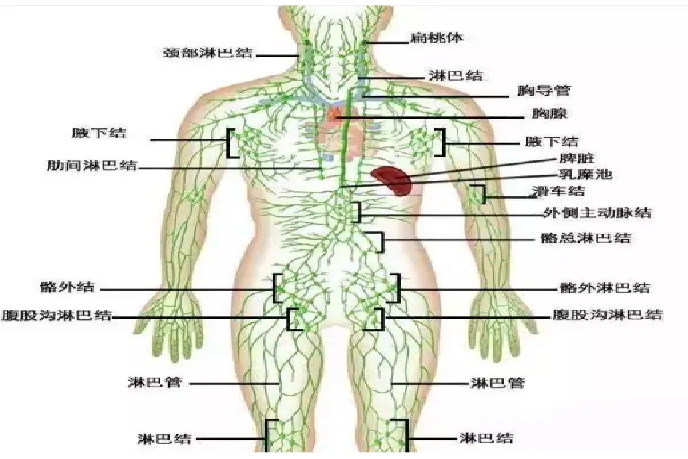 淋巴结分布图