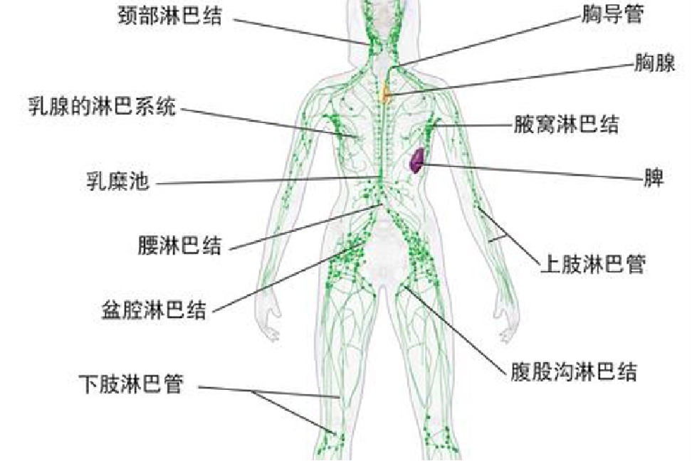 腿部淋巴结以及其他部位淋巴结图