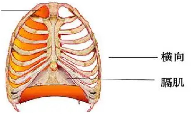 膈肌位置图
