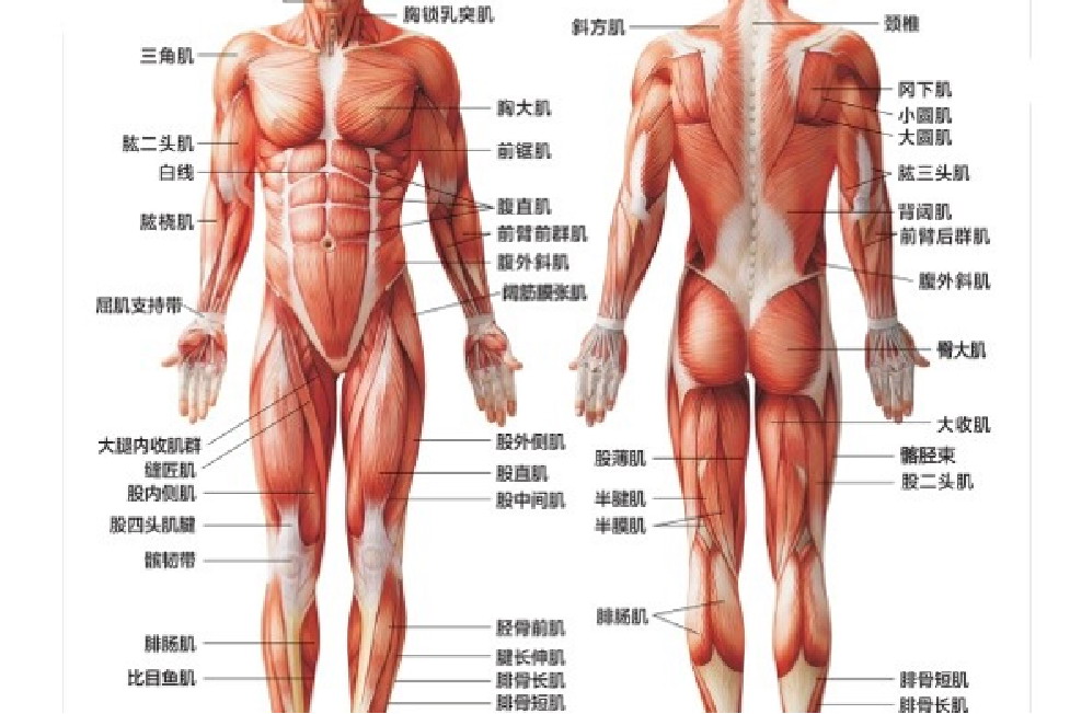 头面部肌肉分布图