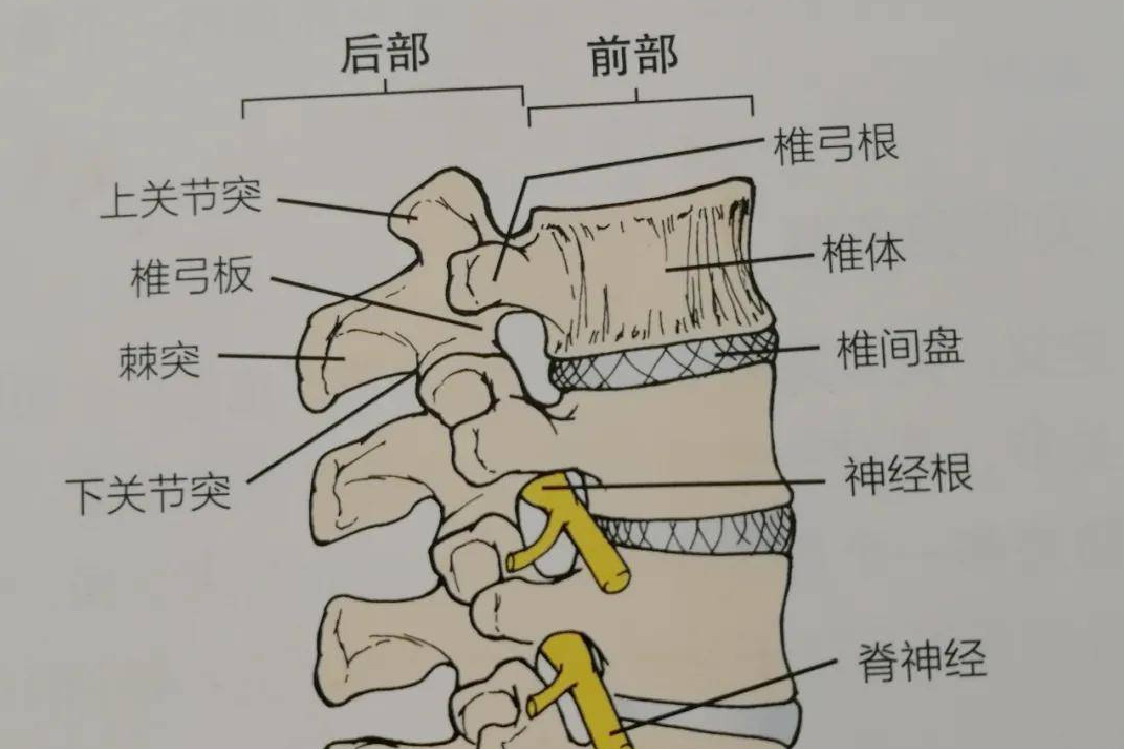 腰椎结构图