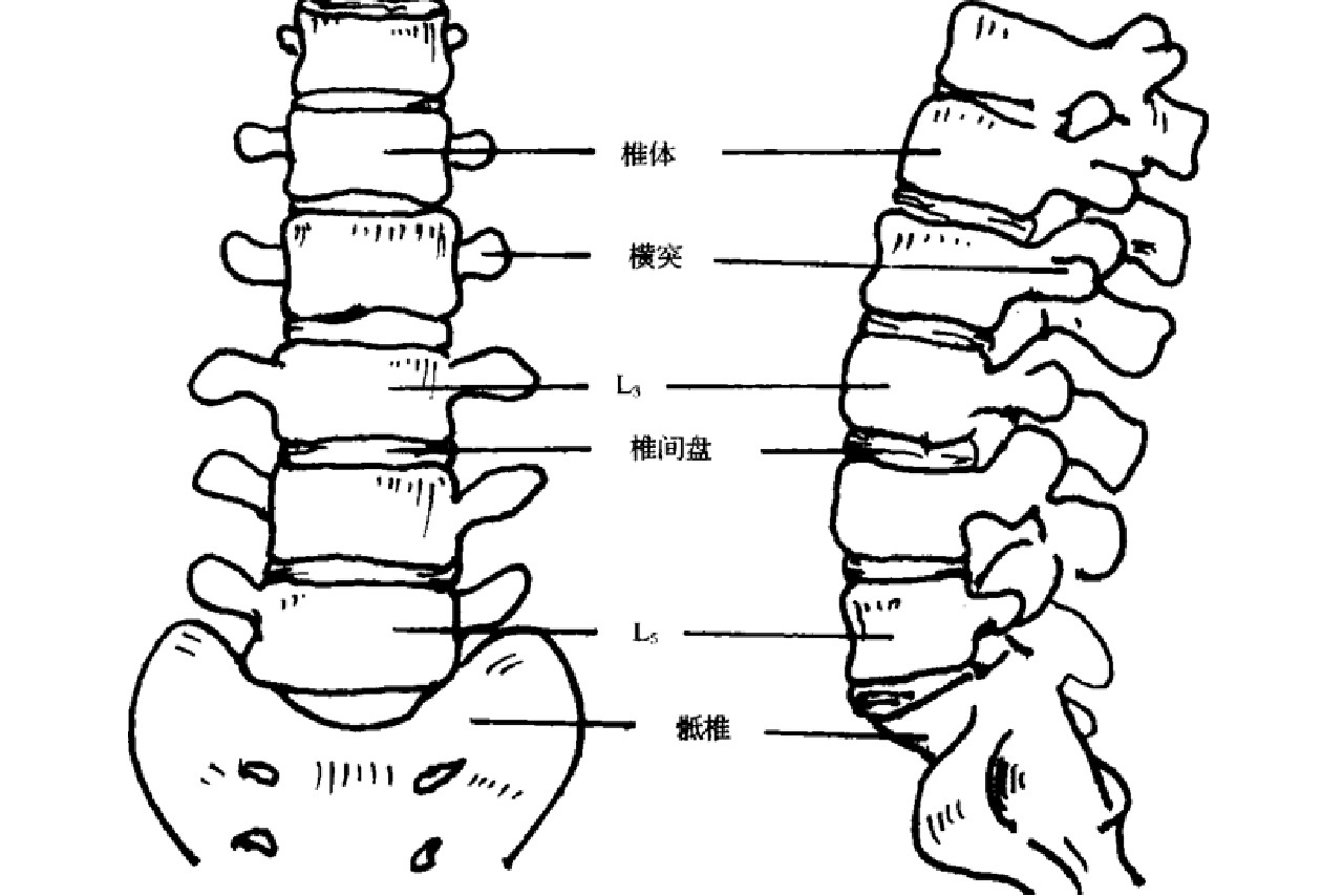 腰椎图片