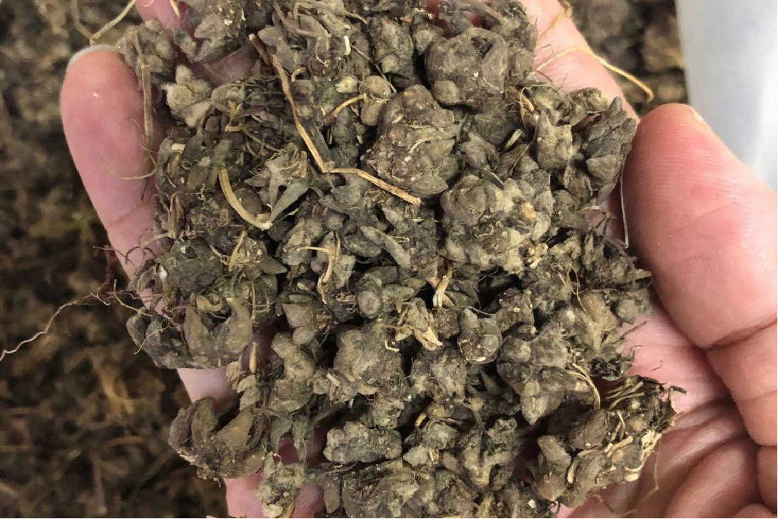 中药猫爪草图片