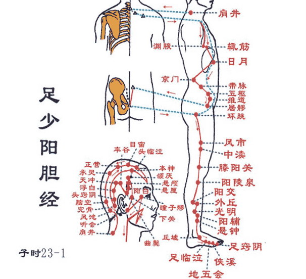 足少阳胆经图片