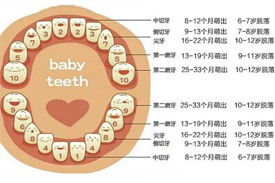 口腔科概述儿童换牙顺序是:5~7岁,上下颌第一磨牙萌出;6~7岁,下颌中