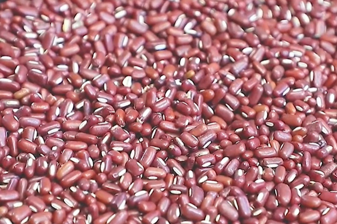 赤小豆图片