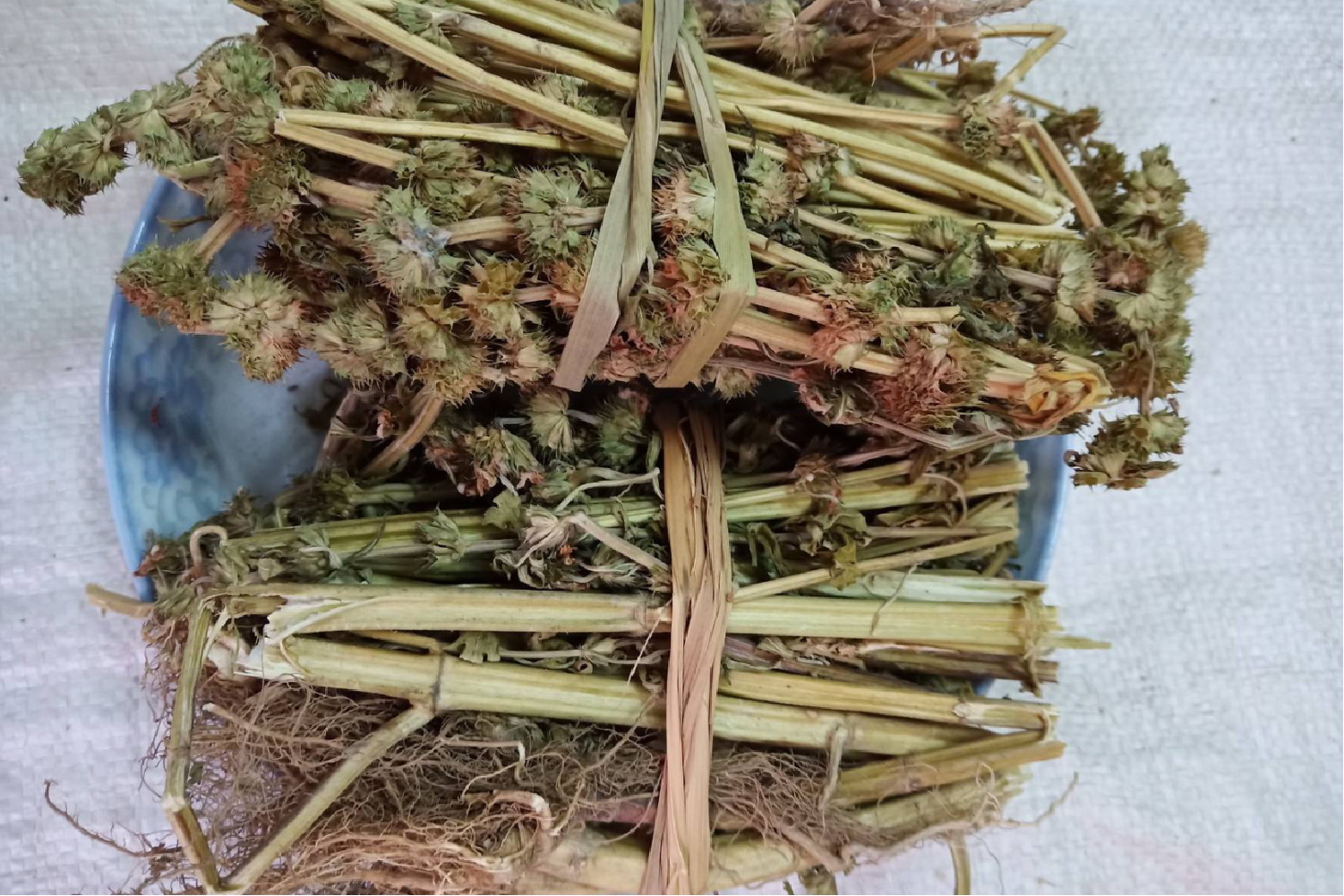 中药益母草图片