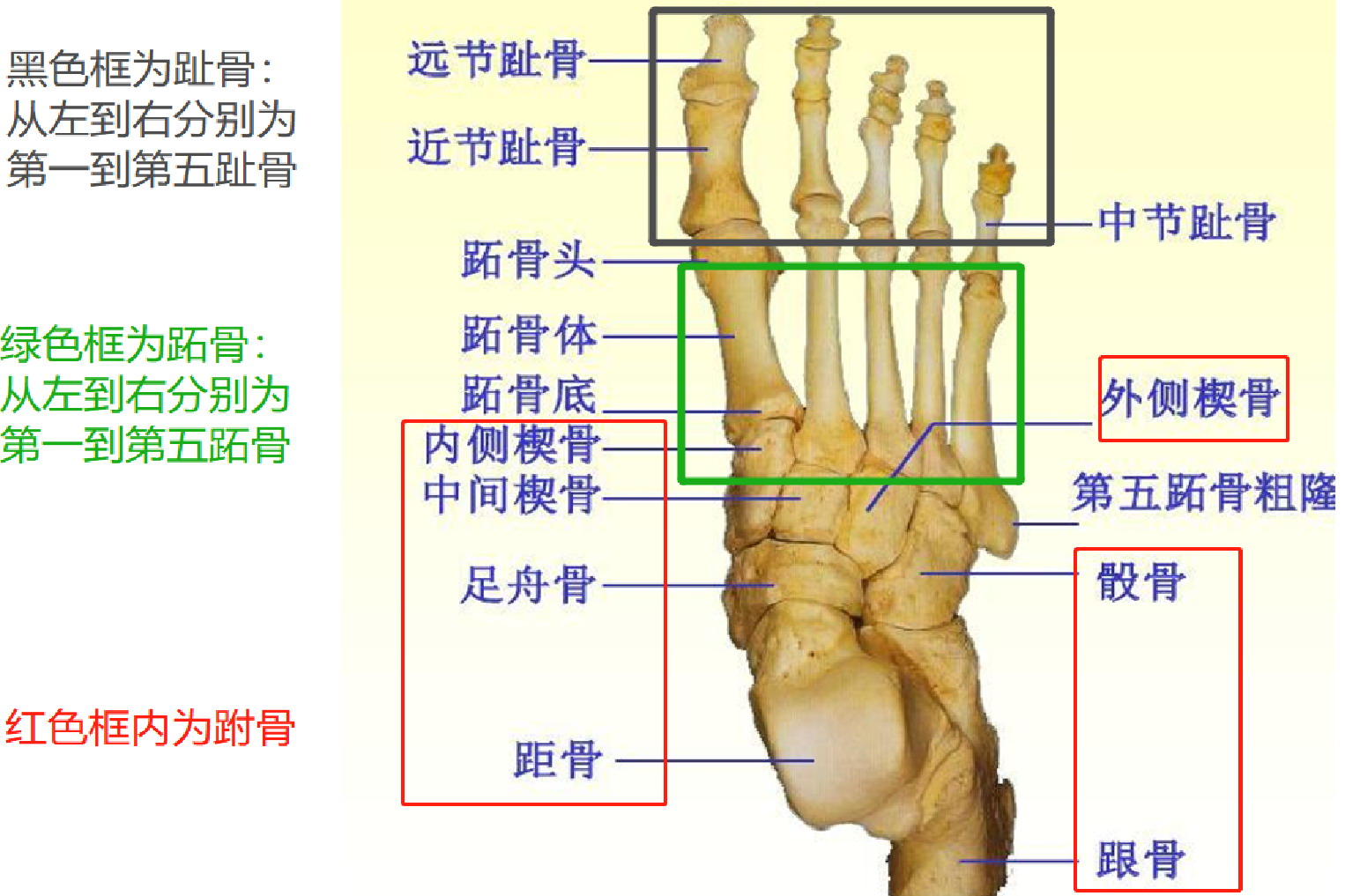 足骨结构图