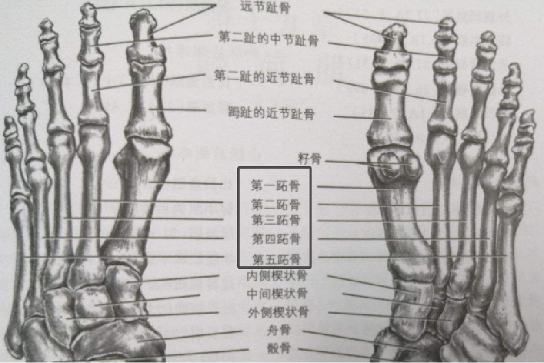 12345为跖骨
