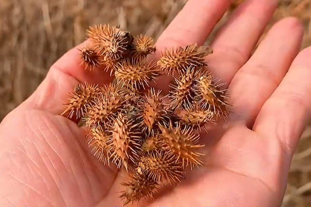 苍耳子图片