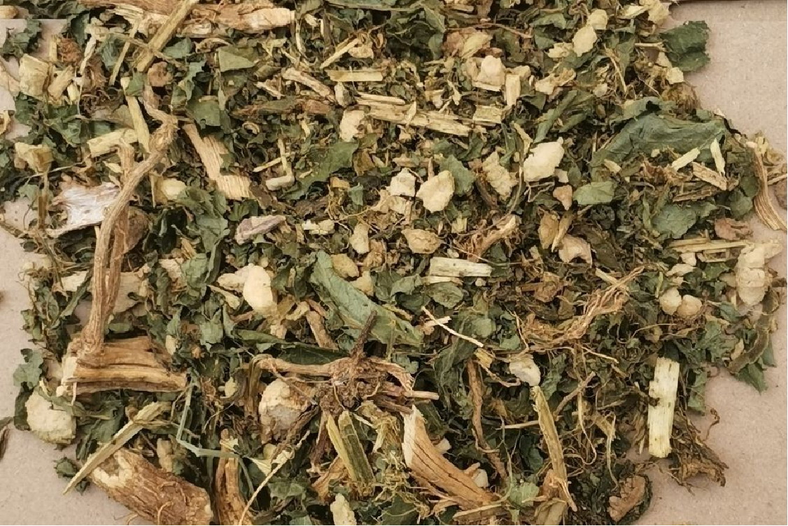 中药接骨草图片