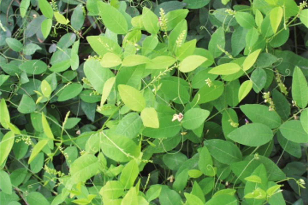 新鲜透骨草图片