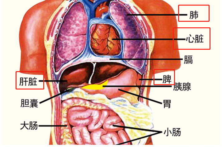 心肝脾肺位置图片