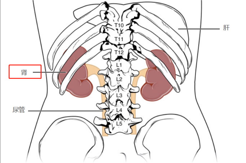 肾位置图片