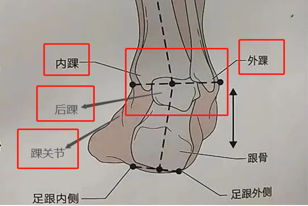 踝关节图