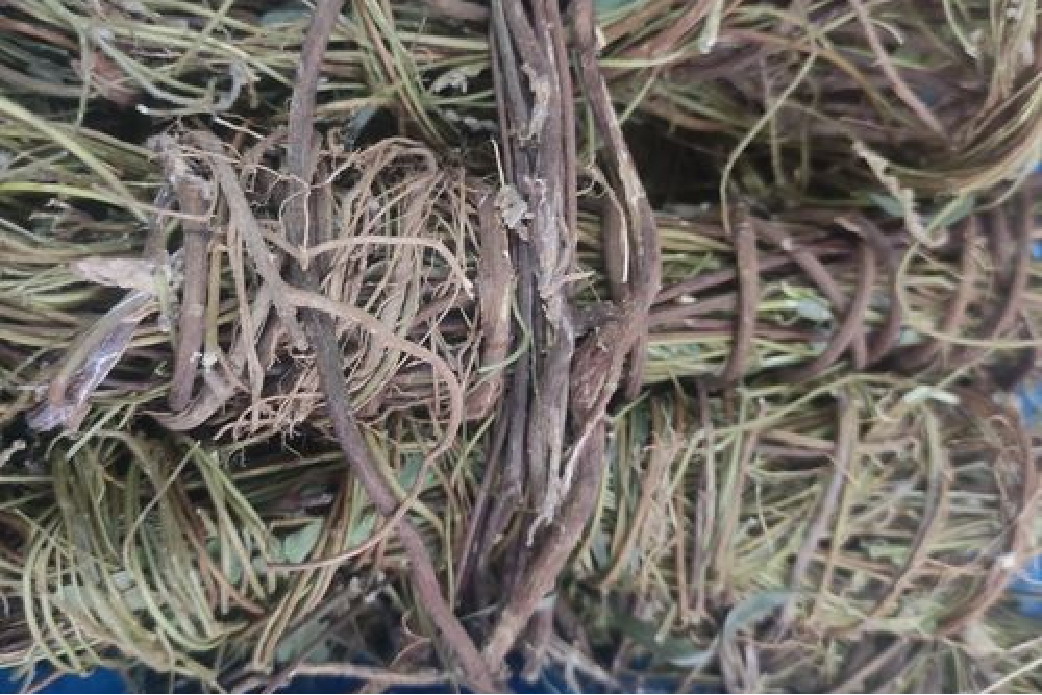 中药鸡骨草图片