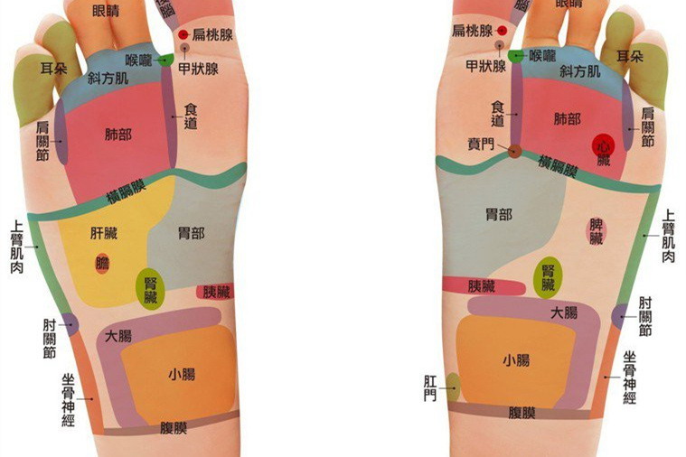 脚底对应五脏六腑
