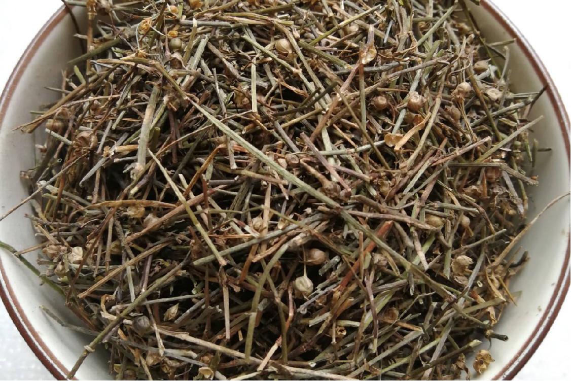 中药白花蛇舌草图片