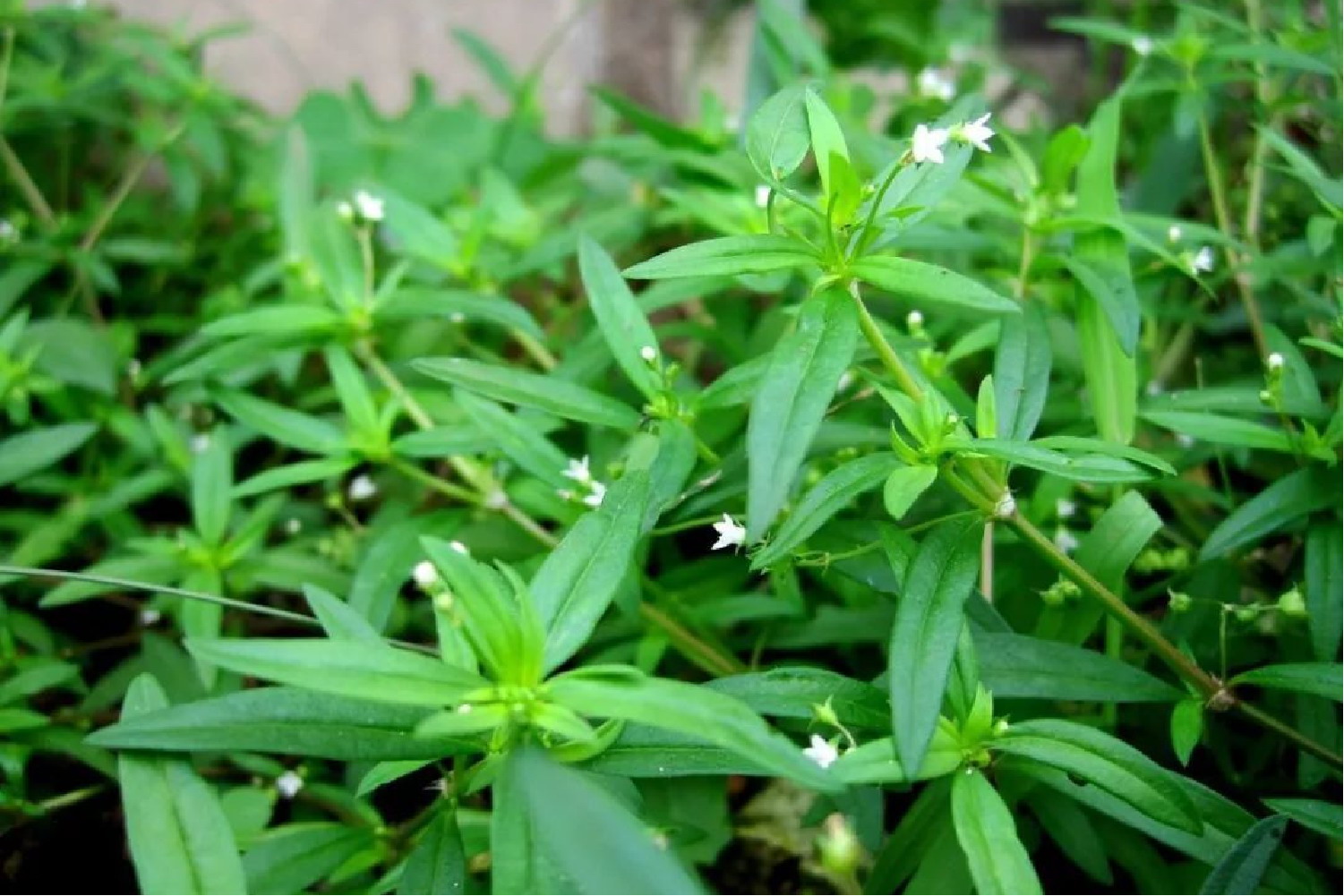 新鲜白花蛇舌草图片