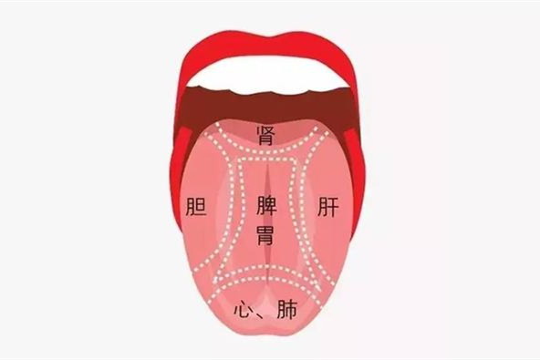 舌头对应五脏图