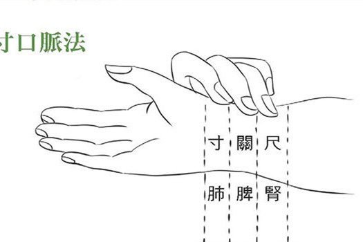 寸口脉图片