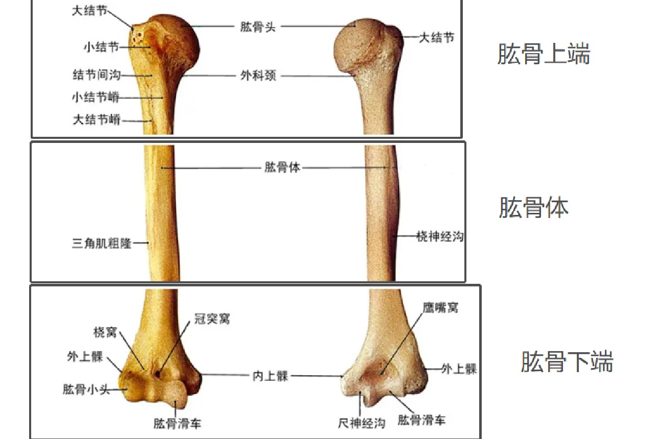 肱骨图片