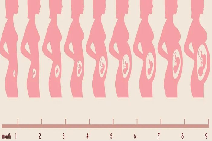 怀孕1一9月孕肚变化