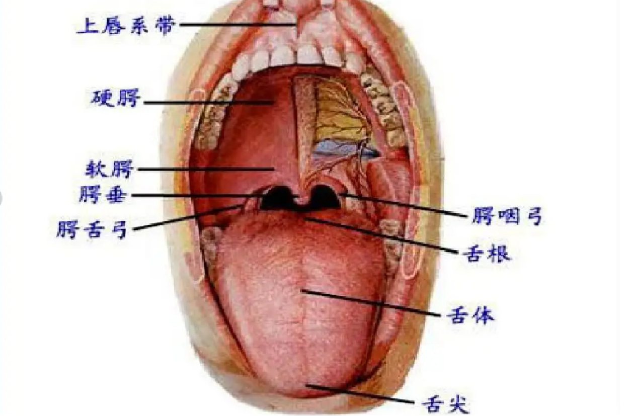 口腔结构