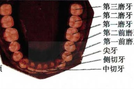 牙齿分布图片