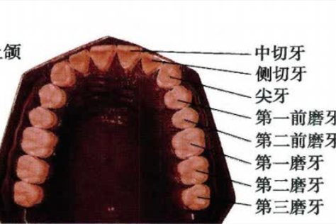 牙齿分布图片