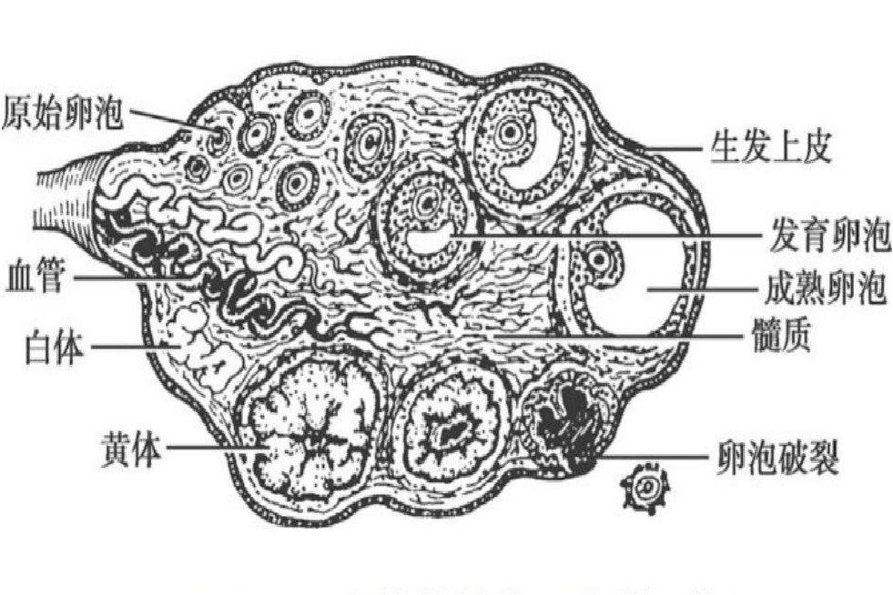 卵巢结构示意图