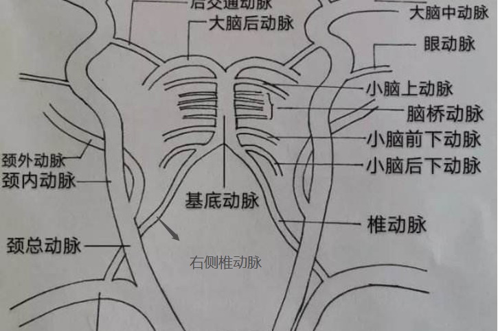 右侧椎动脉位置图