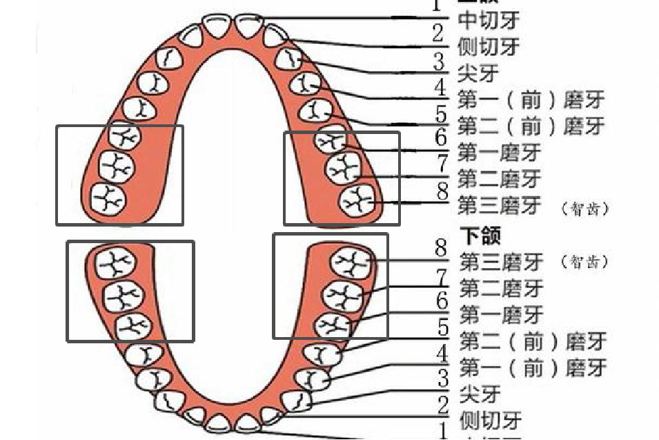 磨牙的标准牙齿图片