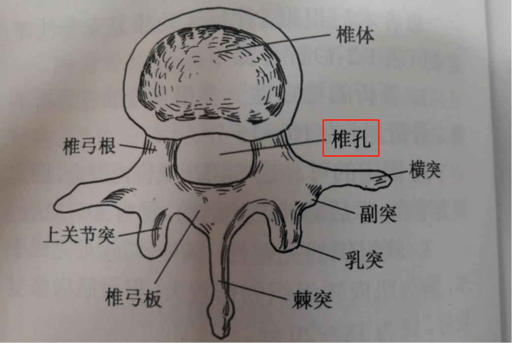 椎孔图