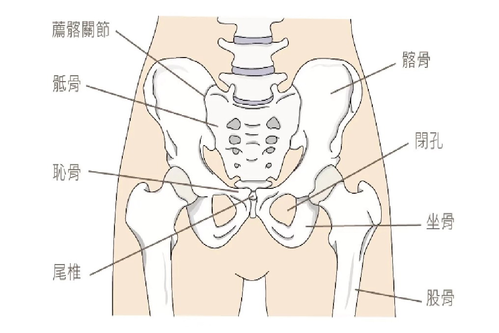 骶骨和髂骨图