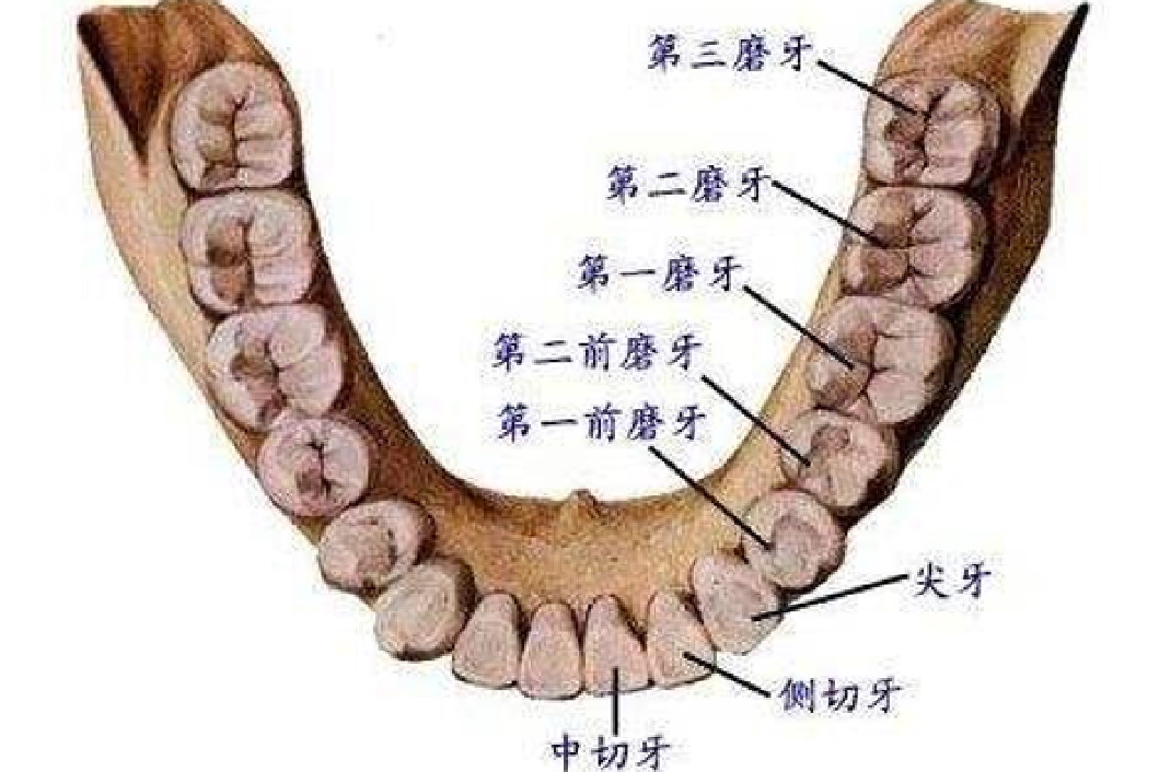 磨牙位置图
