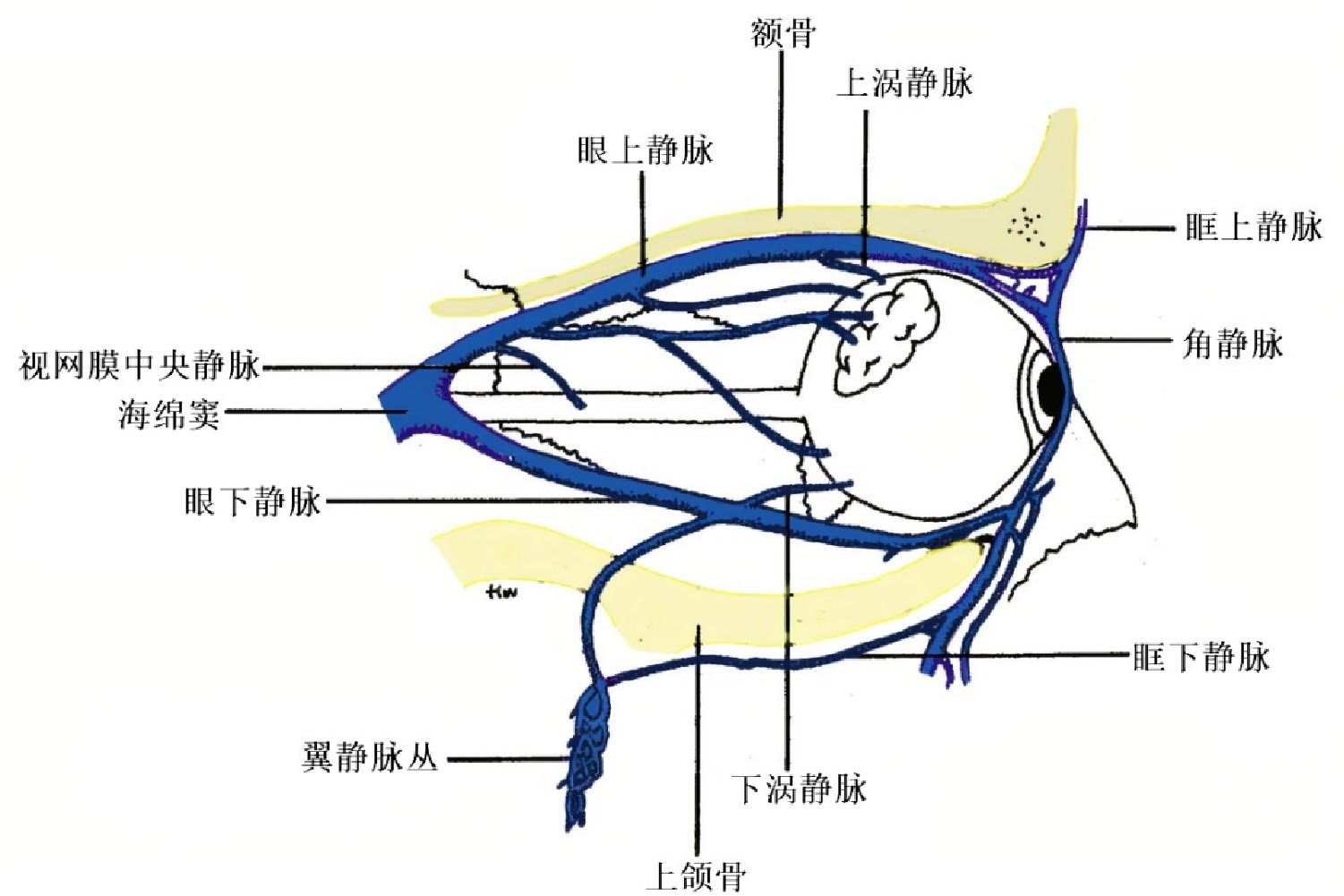 内眦静脉图片图片